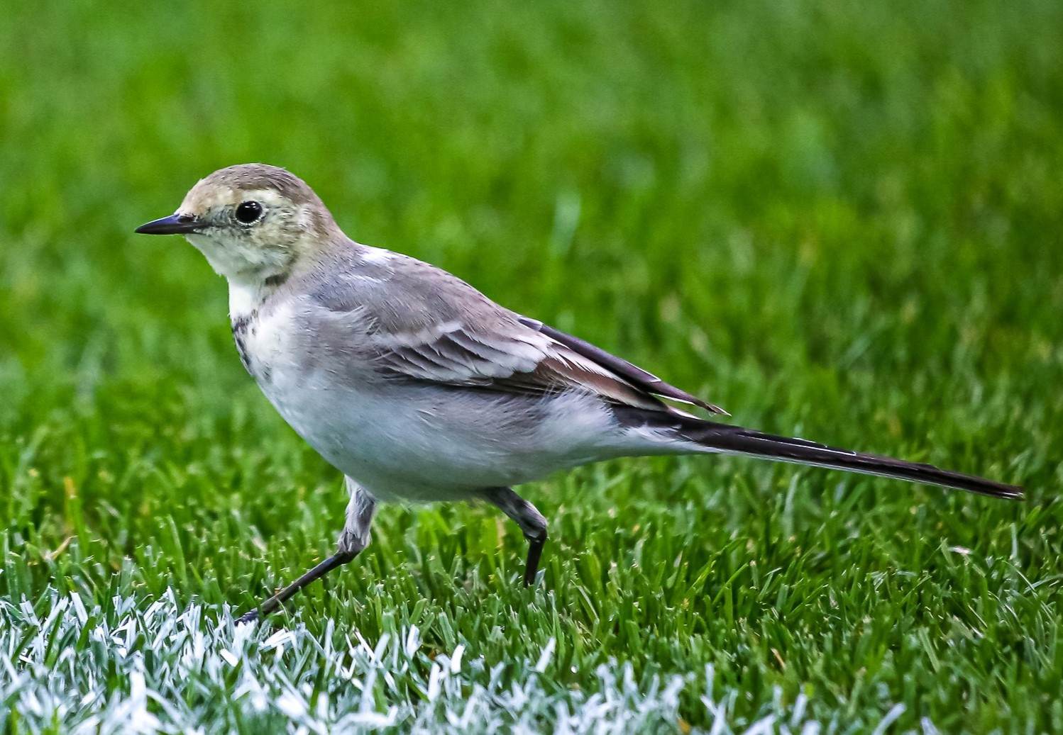Эмблема «Ливерпуля», талисман «Бенфики», попугай на поле: Как птицы связаны с футболом