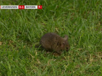 Мышь выбежала на поле во время матча "Байер" - "Бавария"