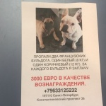 У Мамманы в Санкт-Петербурге пропали две собаки, игрок готов заплатить 3 тысячи евро тому, кто найдёт