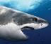 White_Shark